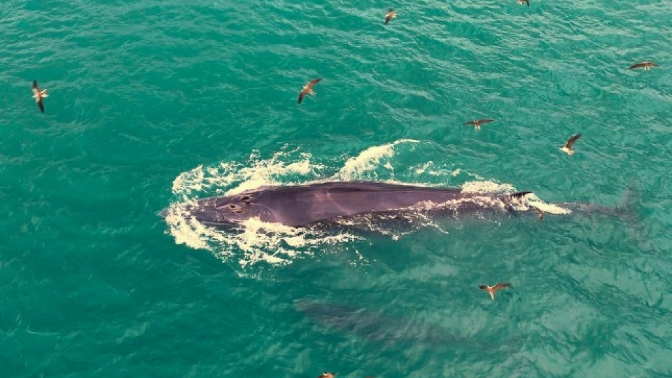Whales spotted hunting off coast of Gia Lai and Dak Lak